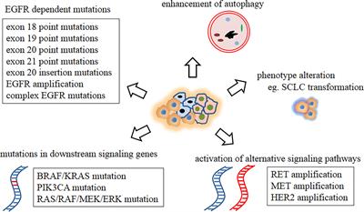 “Sandwich” Strategy to Intensify EGFR Blockade by Concurrent Tyrosine Kinase Inhibitor and Monoclonal Antibody Treatment in Highly Selected Patients